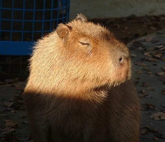 Капибара альбинос фото capibara sunbath Capybara, Doggy, Funny animals