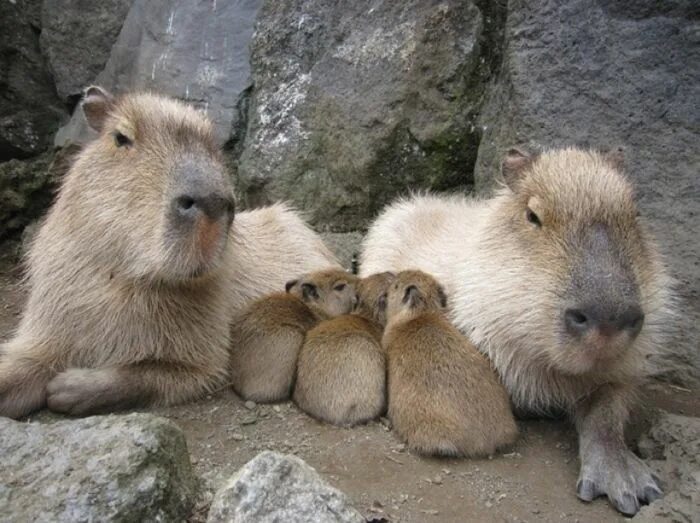 Капибара альбинос фото Capybara Cute animals, Capybara, Sweet animals