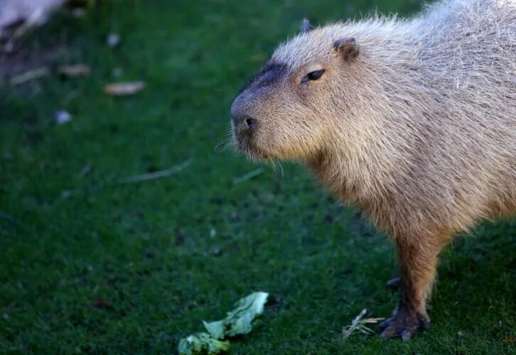 Капибара альбинос фото Capybaras at Reid Park Zoo in Tucson Zoo tucson.com