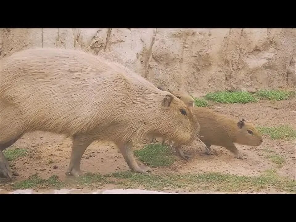 Капибара альбинос фото Capybara pups make their debut at Houston Zoo - YouTube