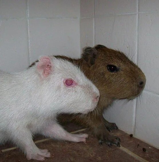 Капибара альбинос фото Top 10 Pictures Of The Rarest Albino Animals Rare albino animals, Capybara, Albi