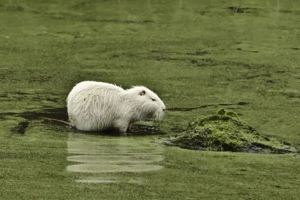Капибара альбинос фото Albino Nutria Myocastor coypus - Photorator