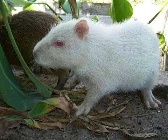 Капибара альбинос фото Albino Capybara 3 photo credit unknown Albino animals, Capybara, Cute animals