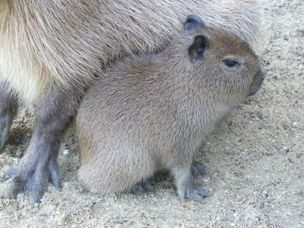 Капибара альбинос фото Capybara Capybara pup. Born 13th October 2007. Sh0rty Flickr
