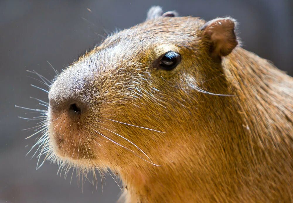 Капибара альбинос фото Capybara From my birthday trip to the Cleveland Zoo Becker1999 Flickr