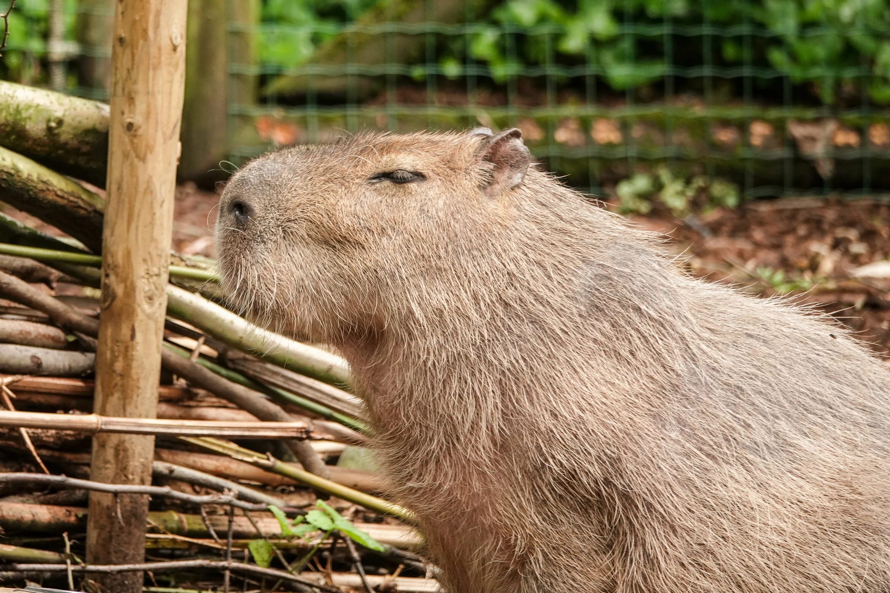 Капибара александровский парк 1п фото Capibara Capibara, Dierenpark, Dieren