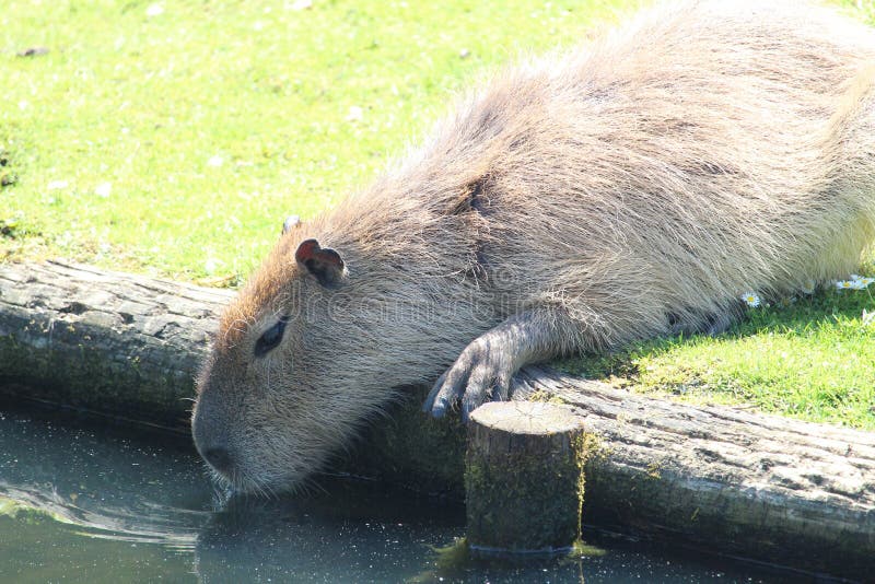 Капибара александровский парк 1п фото Capybara feeding stock photo. Image of natural, capybara - 95643460