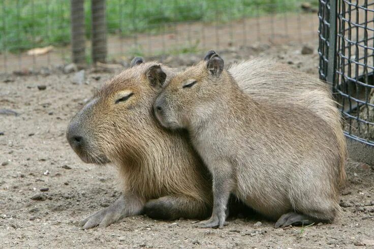 Капибара это что такое простыми словами фото capybara and baby Capybara