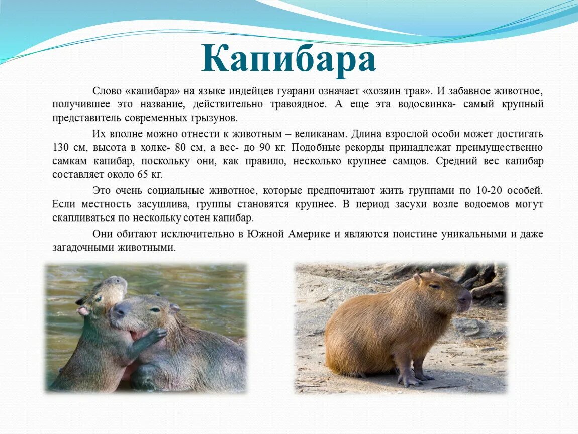Капибара это что такое простыми словами фото Презентация "Редкие и уникальные животные мира"