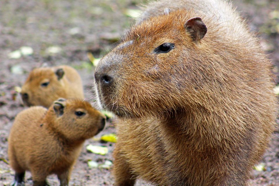 Капибара это что такое простыми словами фото Belfast Zoo wants your help to name capybara babies BelfastTelegraph.co.uk