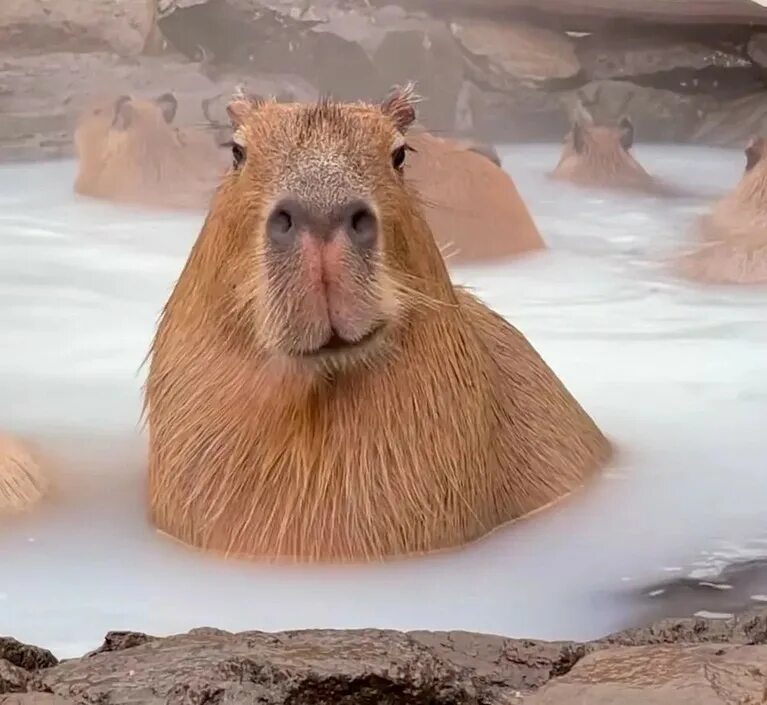Капибара фото Steam Community :: Guide :: silly capybaras to look at while queuing for a game