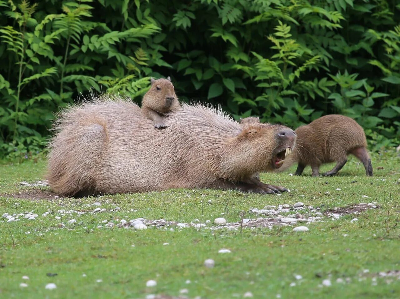 Капибара фото Animals Sitting on Capybaras Capybara, Cute animals, Animals