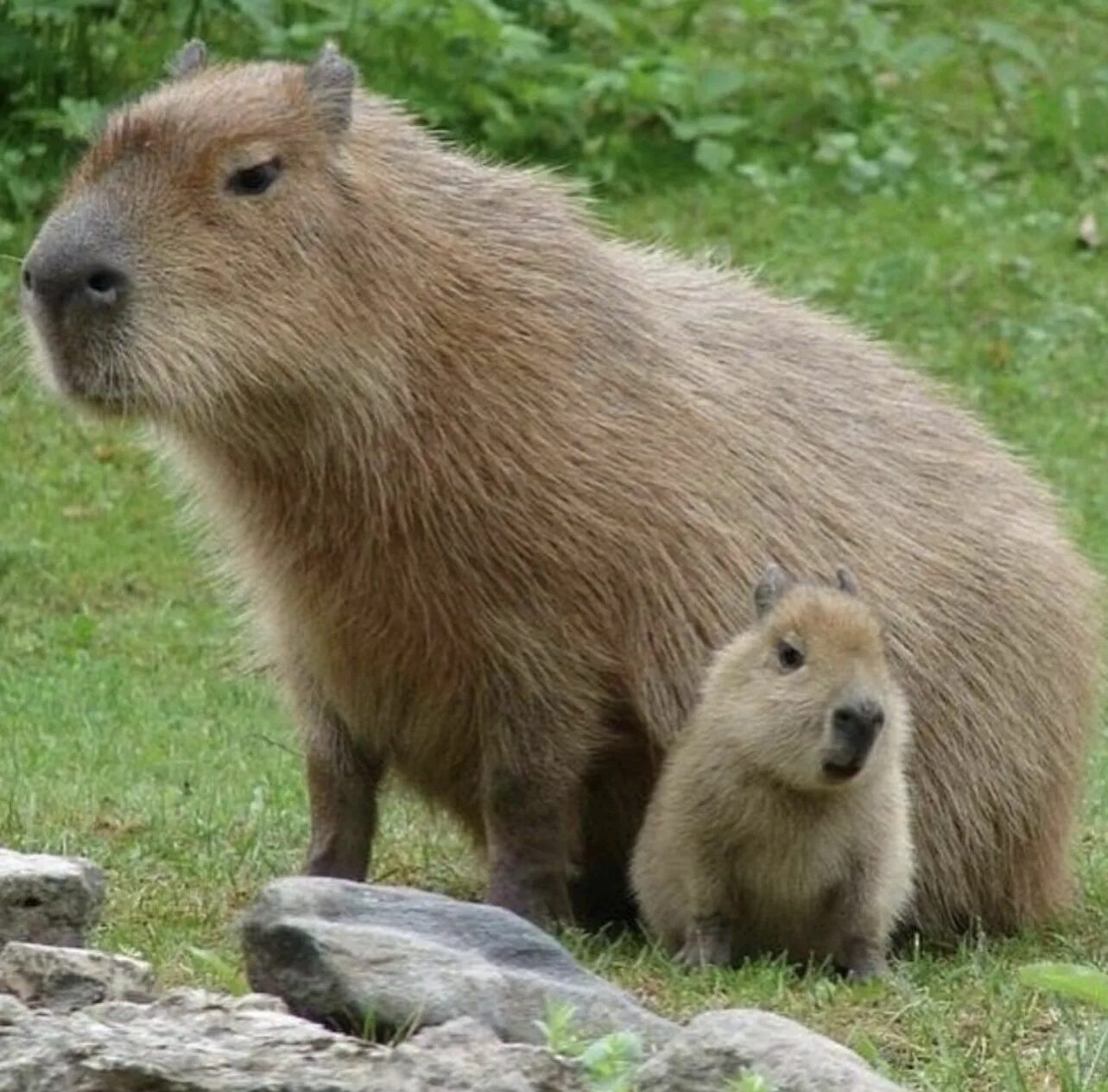 Капибара фото Pin on 카피해피 in 2024 Capybara, Baby capybara, Cute animals