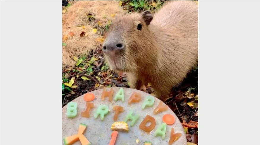 Капибара фото день рождения Saint Louis Zoo capybara celebrates first birthday FOX 2