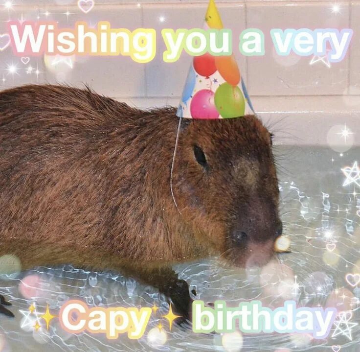 Капибара фото день рождения Pin by A Anna on capybara Capybara, Capybara pet, Cute animals