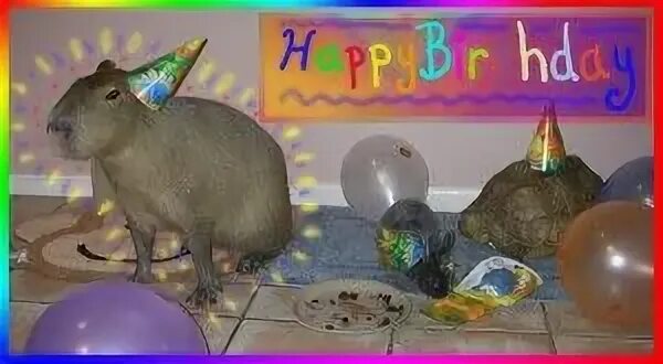 Капибара фото день рождения 2008_07_10_scaplinbirthday in 2020 Birthday hat, Birthday week, Happy birthday m