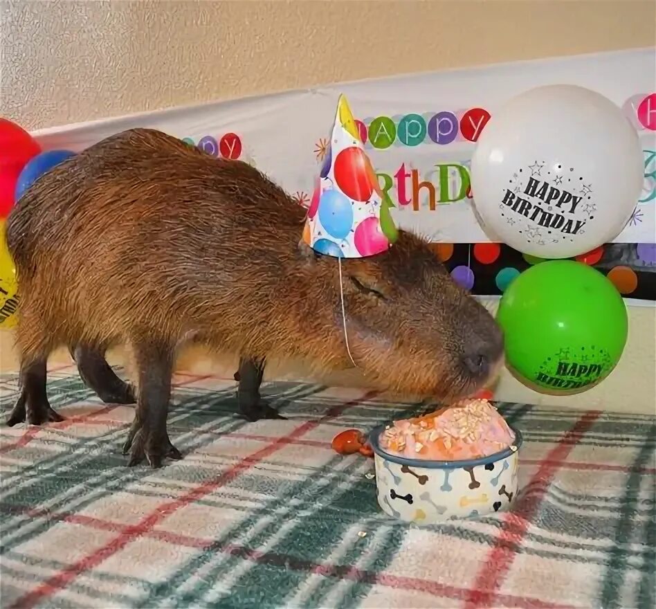 Капибара фото день рождения Adorable Birthday Capybara Ideas for a Memorable Celebration