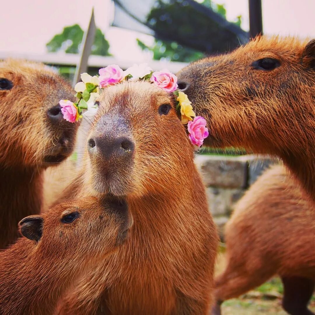 Капибара фото день рождения Смотрите это фото от @harvest_hill на Instagram * Отметки "Нравится": 50 Animals