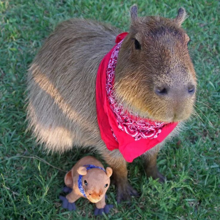 Капибара фото детей Rest in peace, sweet prince. Capybara, Animal memes, Animals beautiful