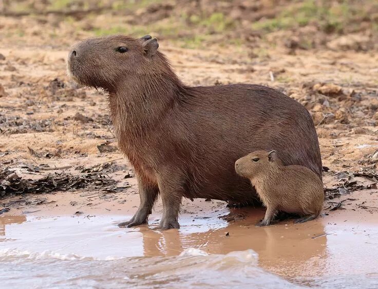Капибара фото детей Brazil Capybara with Pup Capybara, Capybara pet, Pantanal