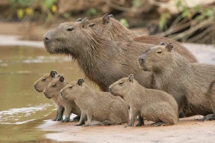 Капибара фото детей capybara Capybara, Animals, Cute animals