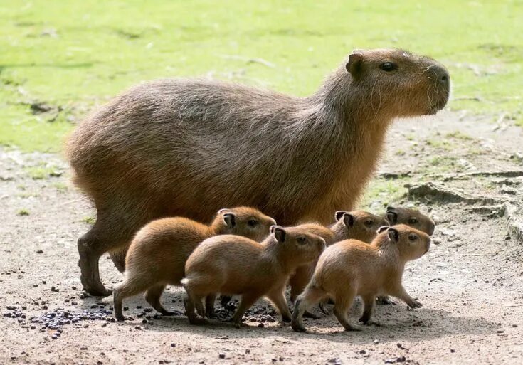 Капибара фото детей Pin by Nikola 3 on Capybaras Baby capybara, Cute animals, Baby animals