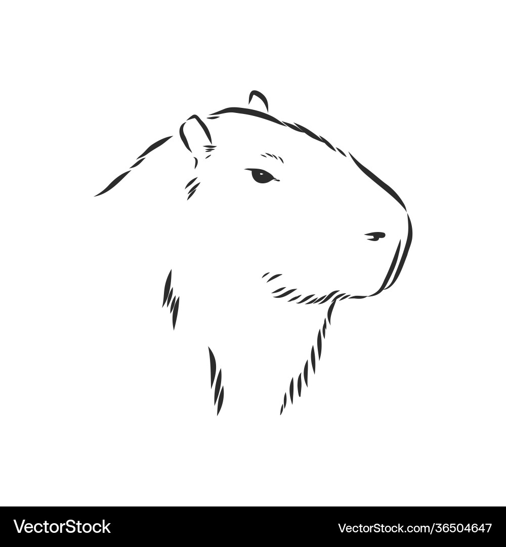 Капибара фото для срисовки Capybara hand drawing animals south america Vector Image