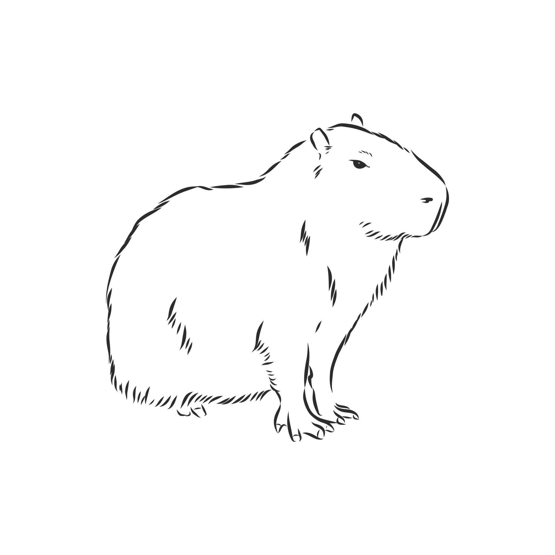 Капибара фото для срисовки desenho vetorial de capivara 8917807 Vetor no Vecteezy
