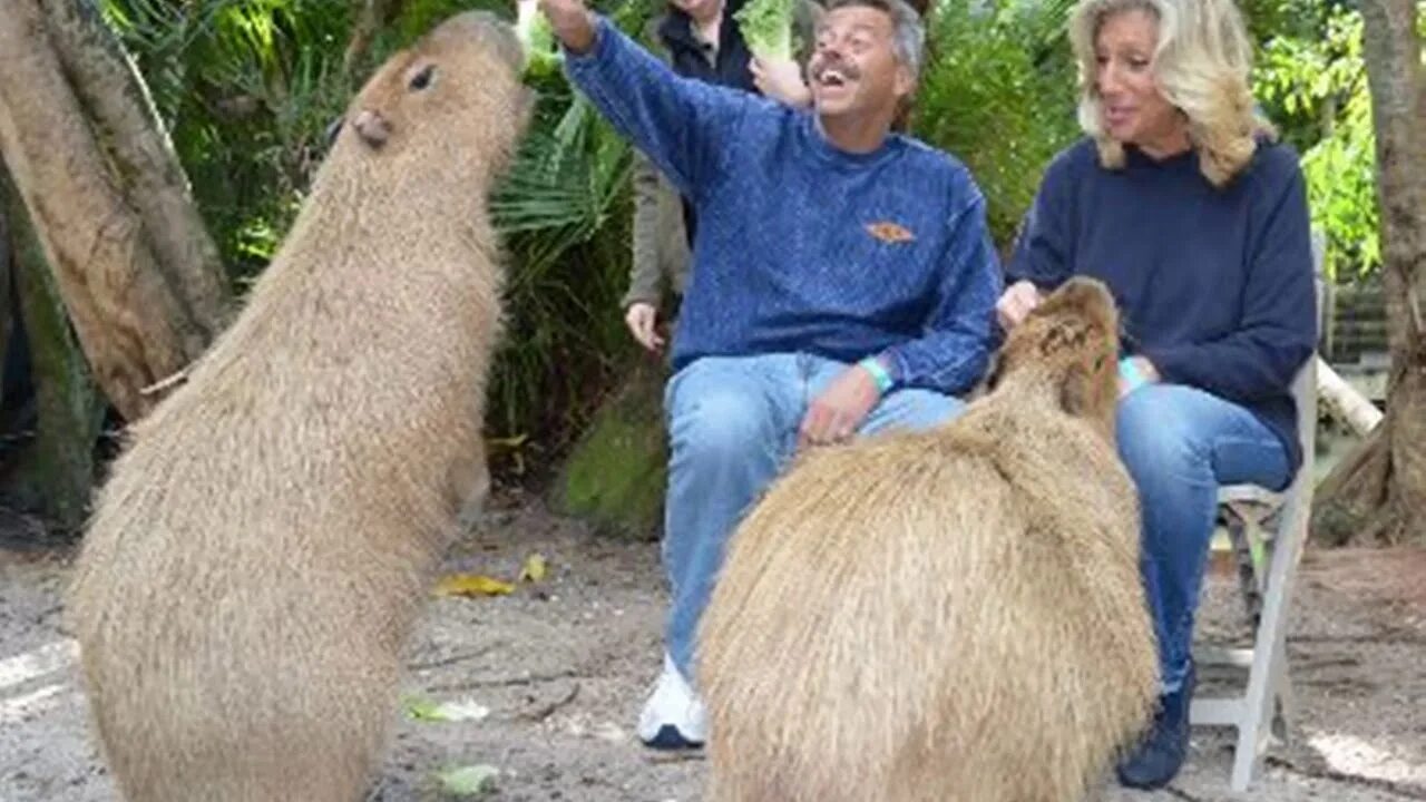 Капибара фото есть The capybara, the rodent hippo - YouTube