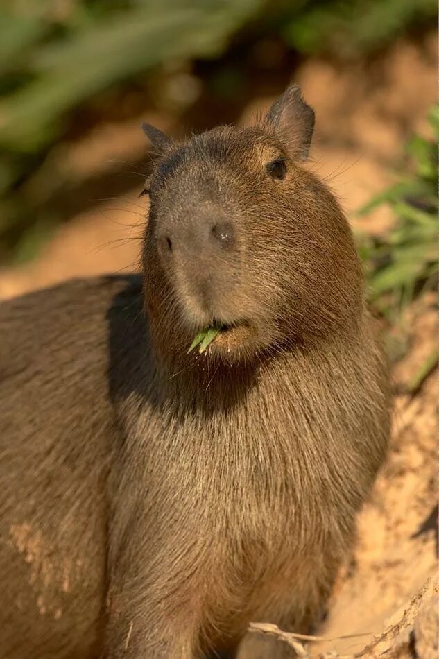 Капибара фото есть Пин от пользователя Micael Pimentel на доске Capybara Diva Капибара, Милые живот