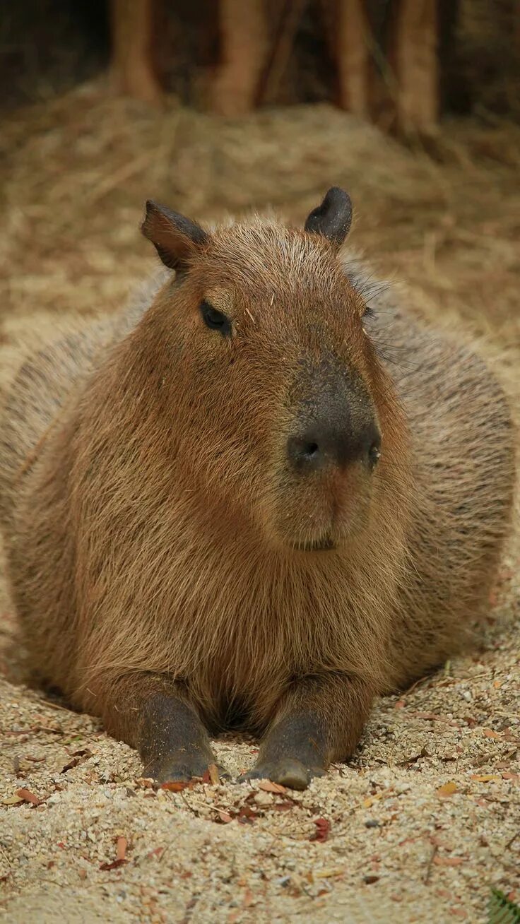 Капибара фото есть Capybara Wallpaper - iXpap Baby capybara, Capybara, Pittsburgh zoo
