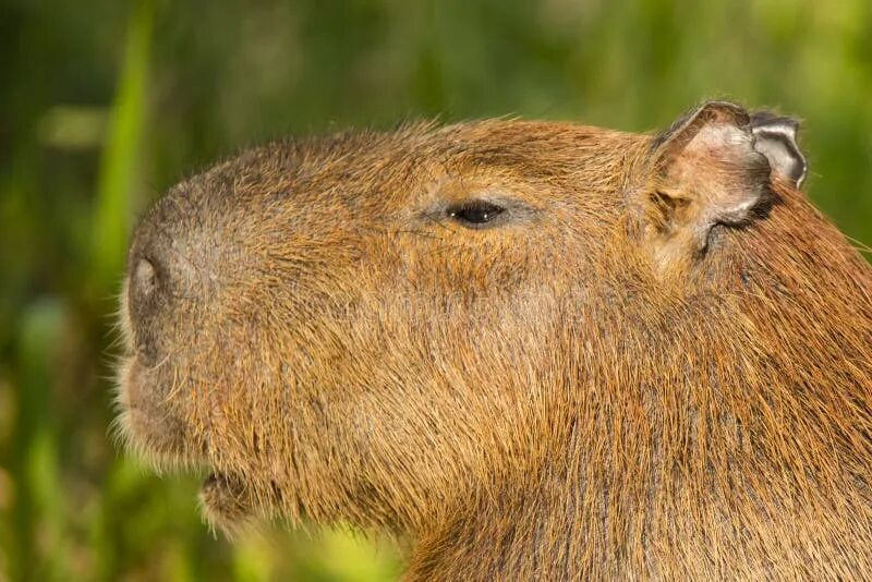 Капибара фото голова Capybara head stock photo. Image of herbivorous, cute - 85411734