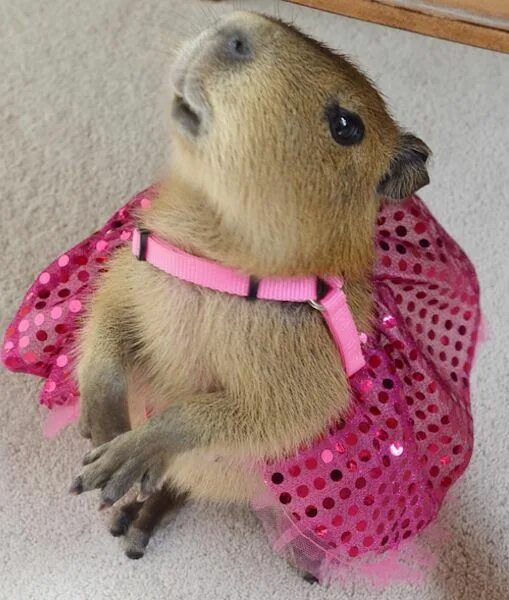 Капибара фото игрушка в одежках Sweetie the Capybara - mom.me Capybara, Capybara pet, Cute animals