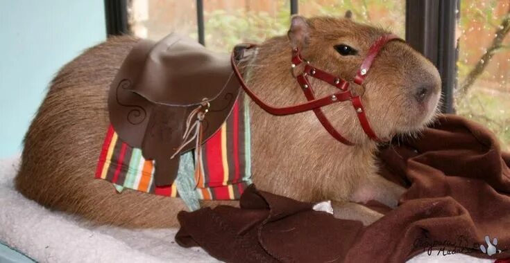 Капибара фото игрушка в одежках Capybara dressing as a horse for spooktober http://ift.tt/2gQj8jh cute puppies c
