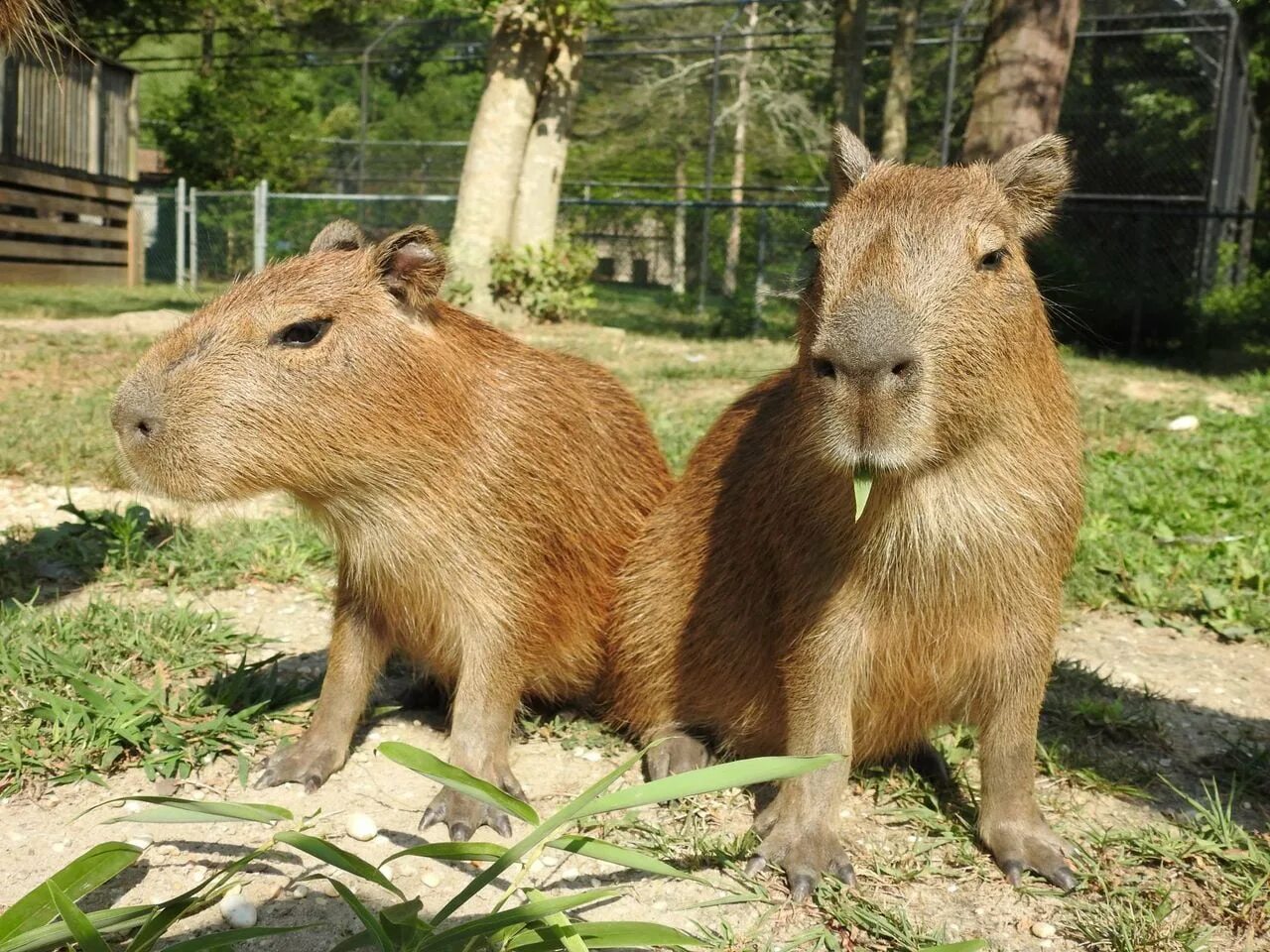 Капибара фото купить 2022 was the year of the capybara, capybara