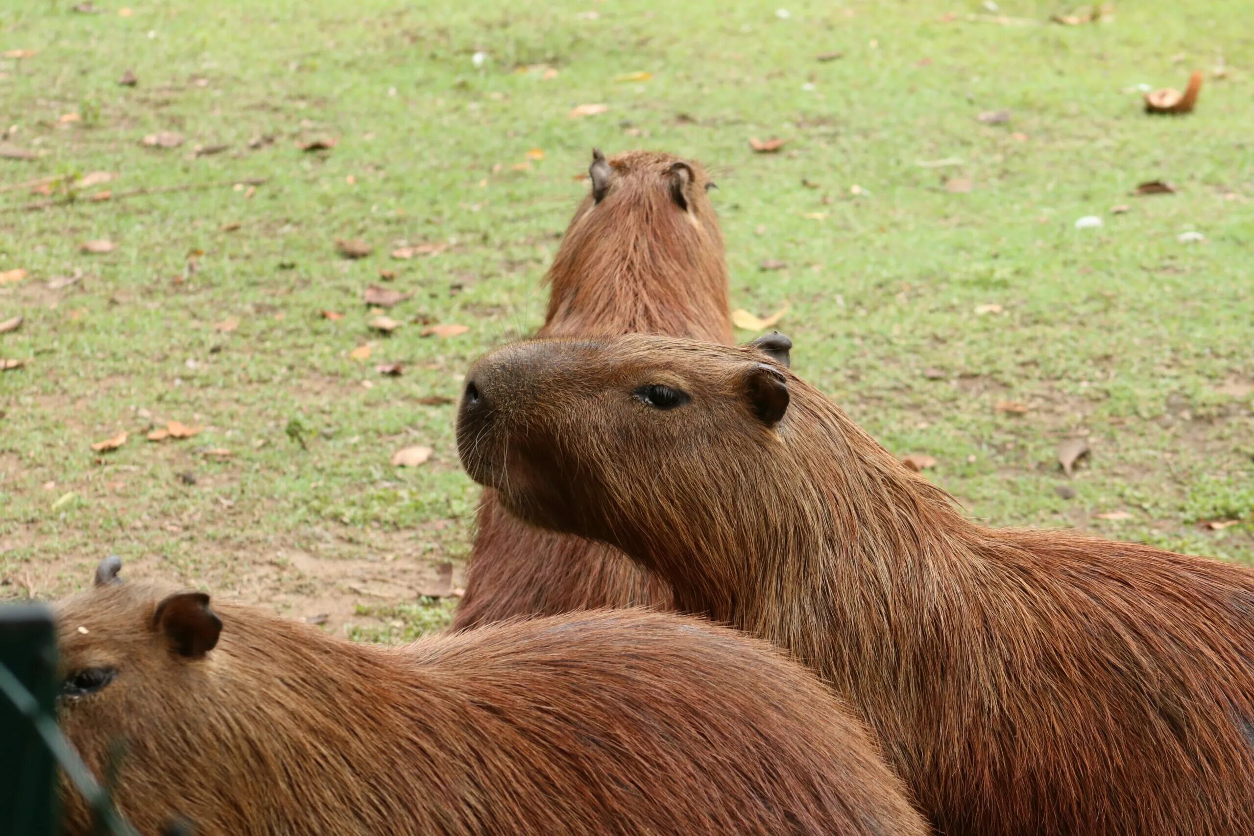 Капибара фото купить цена 10 Of The Exotic Wild Animal Species You Can Actually Pet