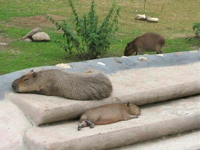 Капибара фото купить живую Публикация #8340 - Милые Капибары (@capybaras_cutie)
