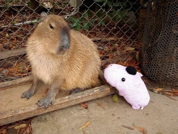 Капибара фото купить живую Capybaras: As Apathetic As They Come Capybara, Cute animals, Animals
