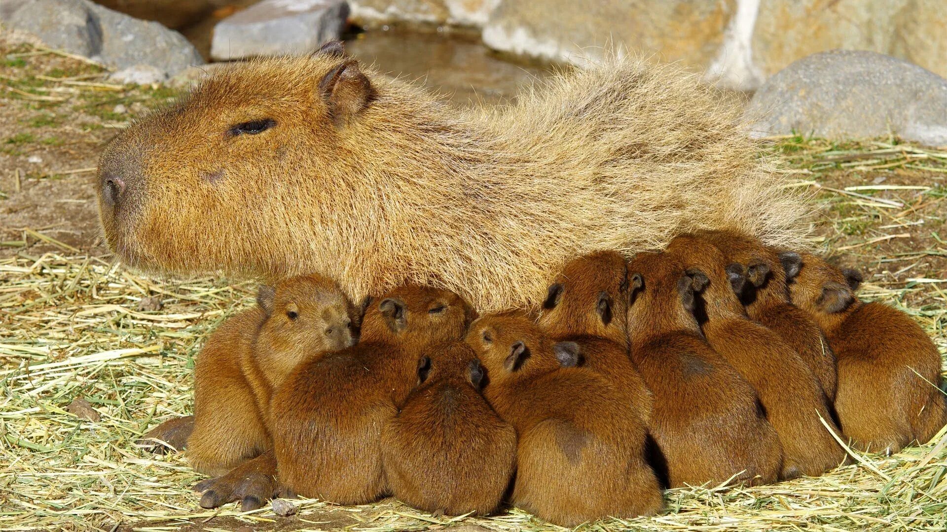 Капибара фото купить живую Pin by Elizabeth Bennett on Wildlife Capybara, Animals beautiful, Cute baby anim