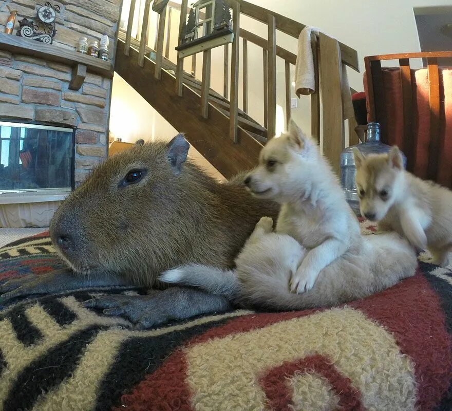 Капибара фото купить живую Capybara Plays With Husky Puppies Capybara, Puppies, Animals
