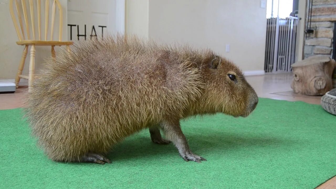 Капибара фото купить живую Fluffy Capybara - YouTube