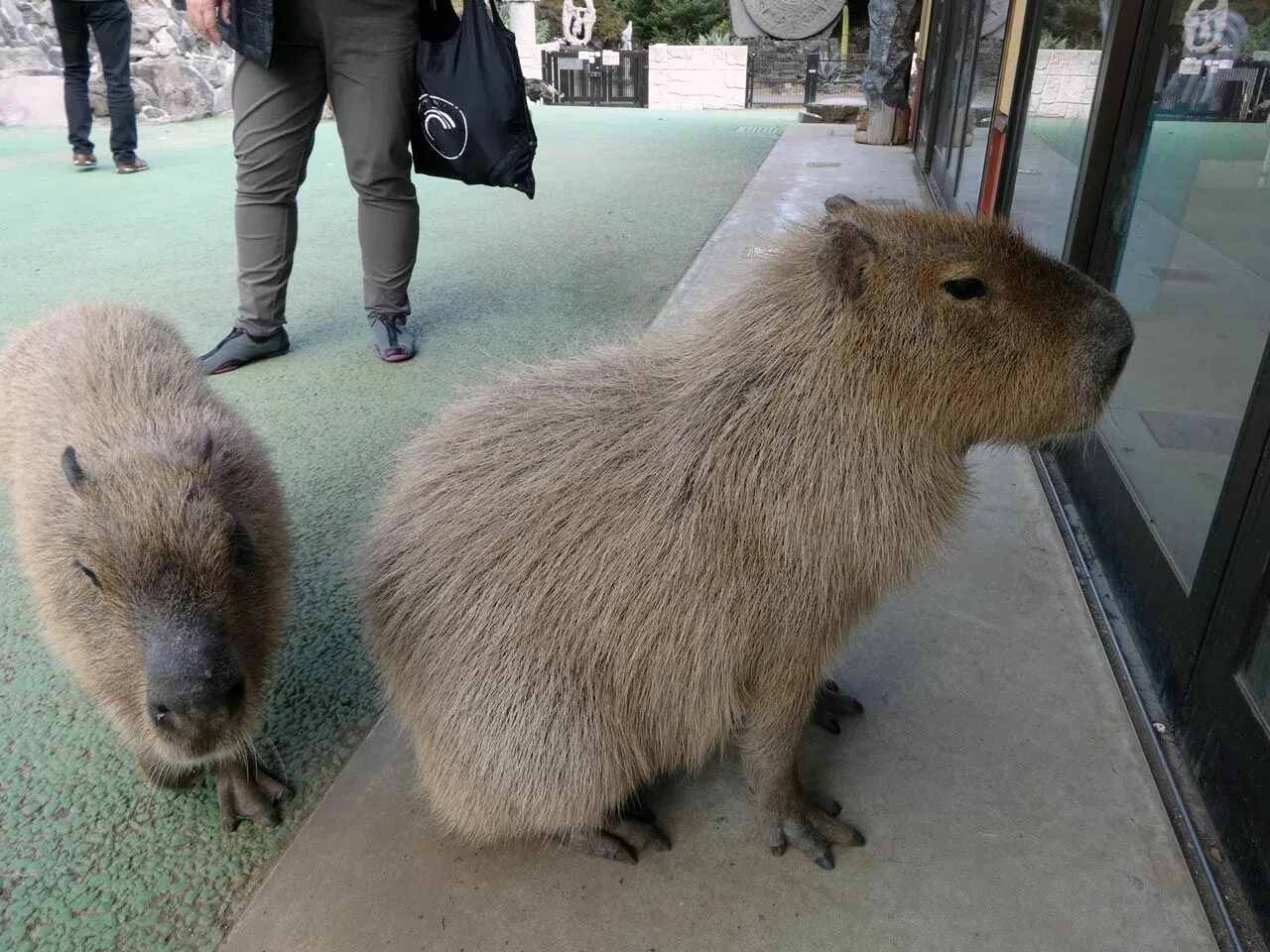 Капибара фото купить живую Izu Shaboten Park's Capybara Onsen Capybara, Baby guinea pigs, Onsen japan