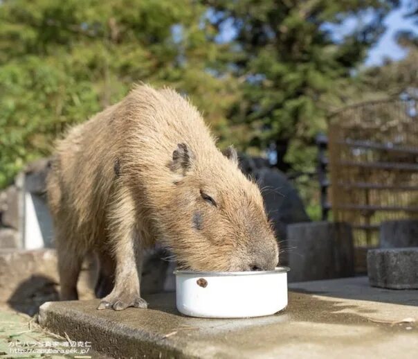 Капибара фото кушает CAPYBARA ВКонтакте