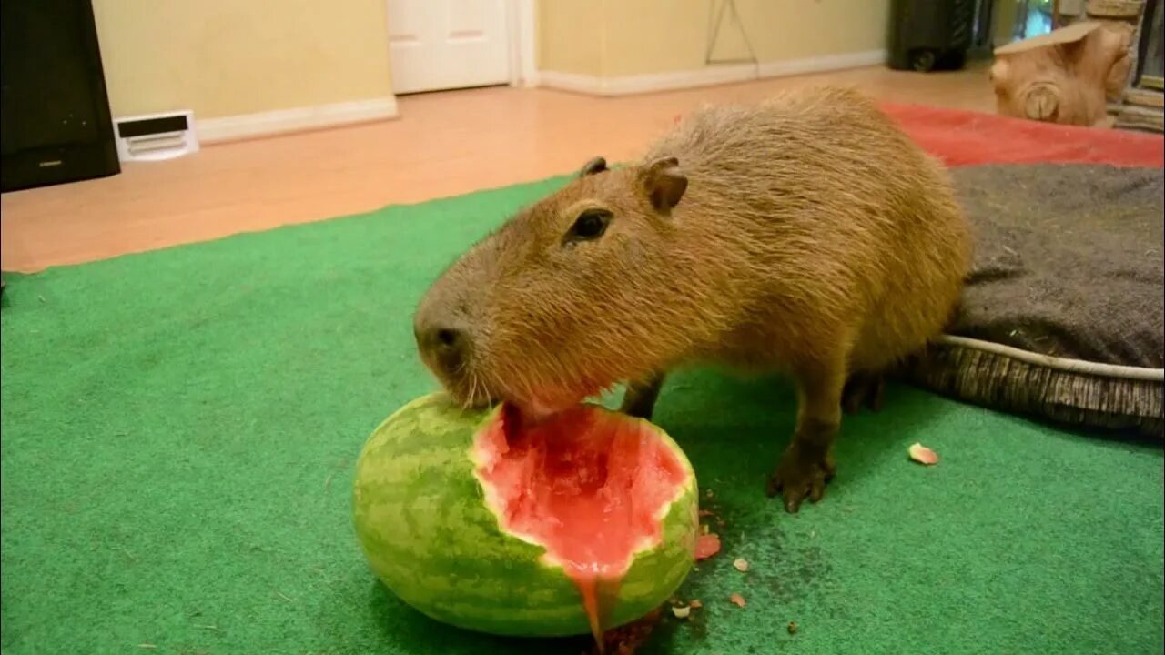 Капибара фото кушает Capybara eating half a watermelon Full Video - YouTube
