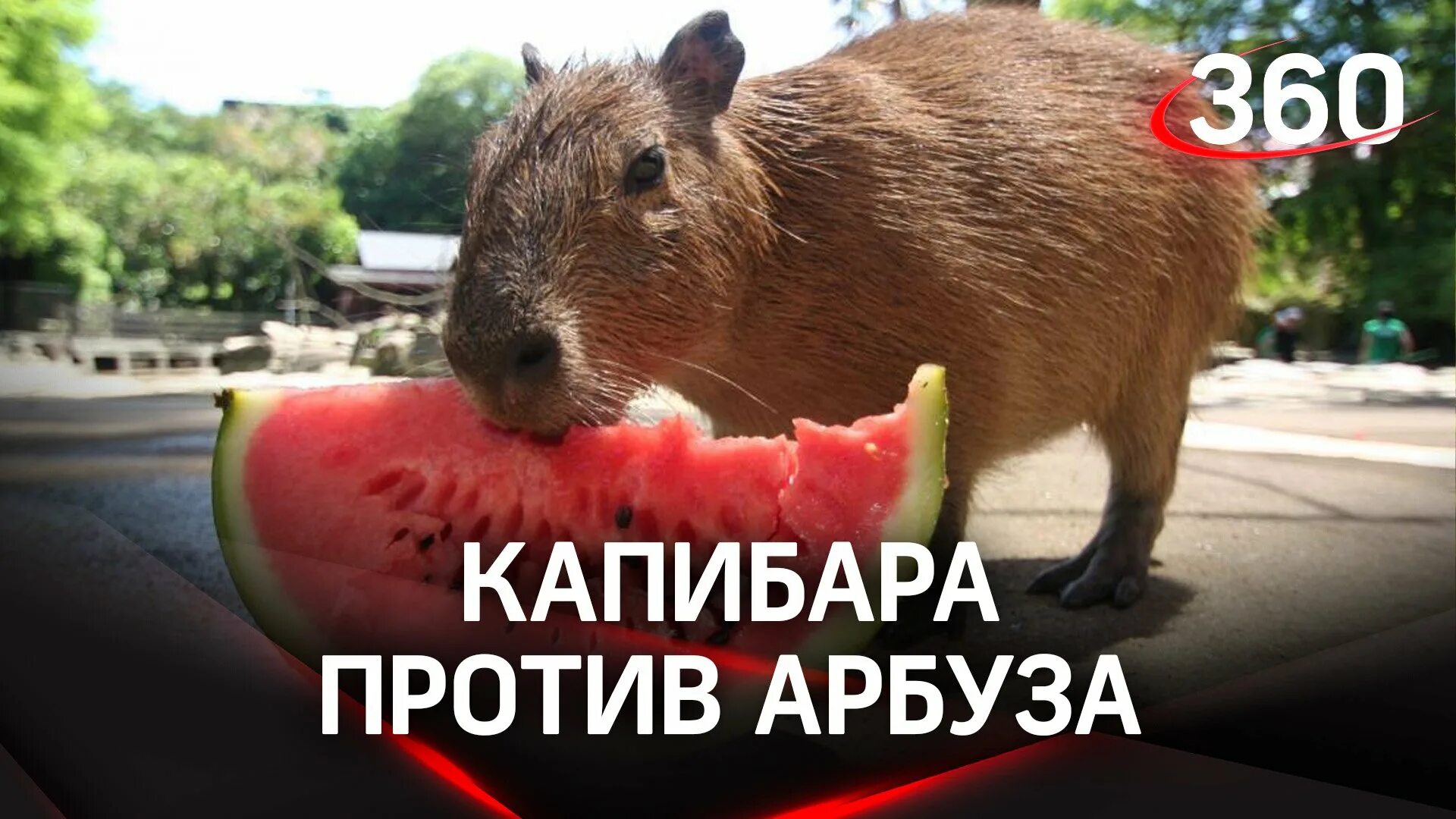 Капибара фото кушает Турнир в Японии: капибара против арбуза - смотреть онлайн короткое видео (shorts