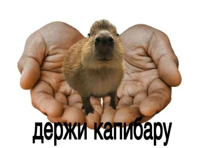 Капибара фото мем Ответы Mail.ru: Накидайте мне пожалуйста мемов с капибарой