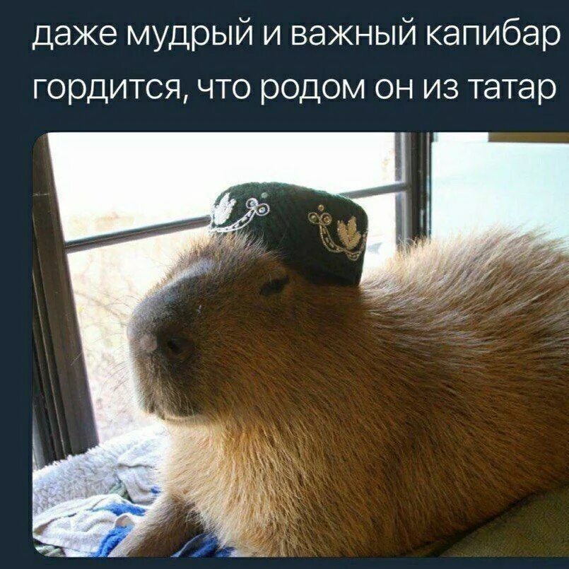 Капибара фото мем FACEIT