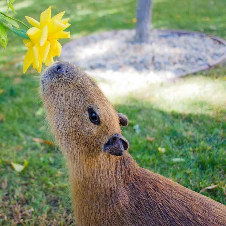 Капибара фото мило Капибара и цветок Capybara, Animals beautiful, Cute animals