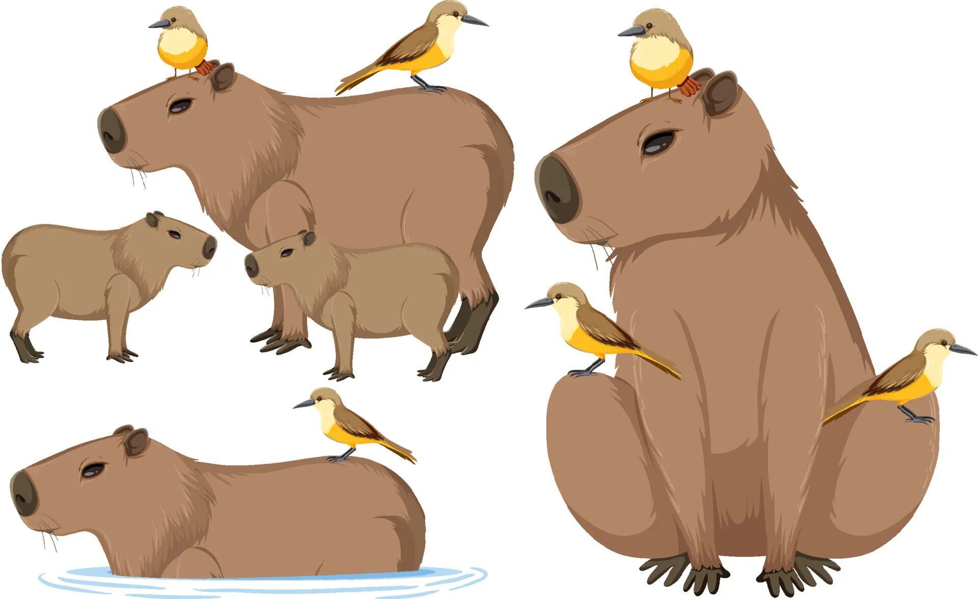 Капибара фото мультик Set of different capybara in cartoon style 6592780 Vector Art at Vecteezy
