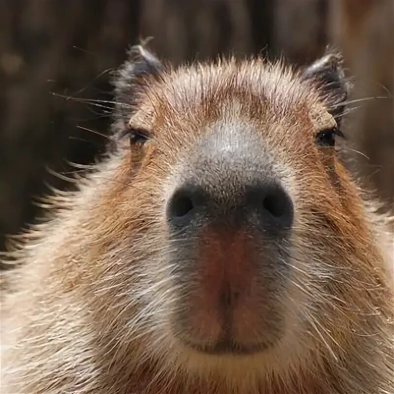 Капибара фото на аватарку 9 Wild Animals That Are Becoming Domesticated Household Pets ... Capybara, Anima